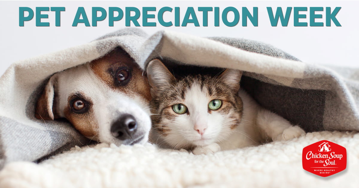 Pet Appreciation Week. (Dog and cat lie down side-by-side, both looking out from underneath a blanket.)