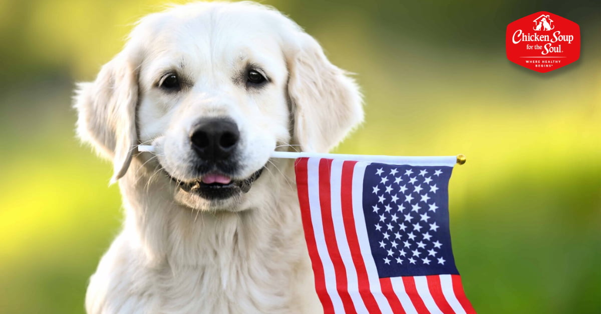 a white retriever dog holding a mini USA flag by the teeth, with the flag hanging down to the side